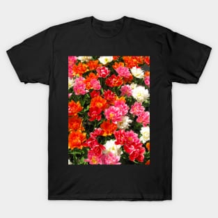 Mixed Tulips, Keukenhof Tulip Festival, Holland T-Shirt